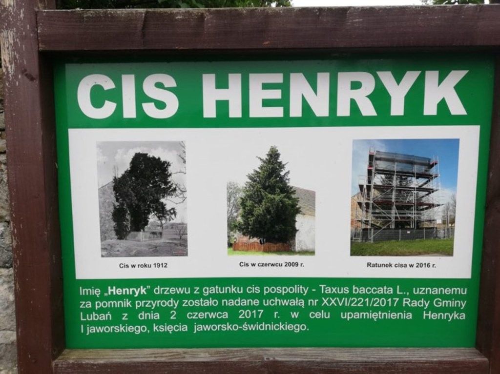 Zdjęcie przedstawia tablicę informacyjną dot. cisa